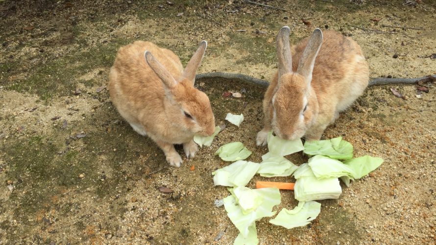 国際結婚する人はコミュニケーション能力が高い人